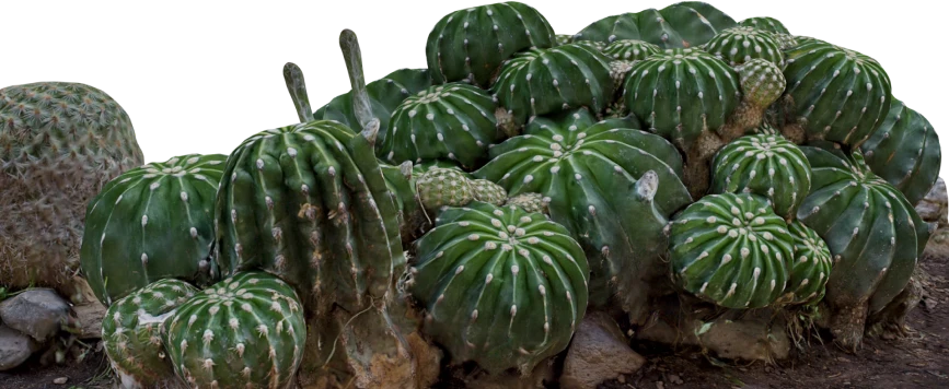 cactus link 1